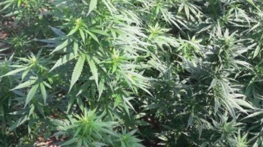 Salihli'de 1020 K&ouml;k Hintkeneviri Ele Ge&ccedil;irildi