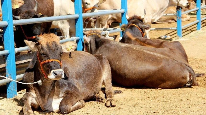 Kurbanlık Alırken Dikkat Edilmesi Gerekenler