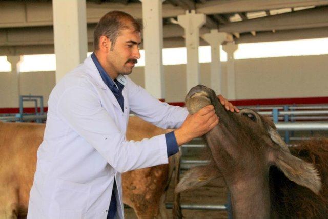 Kurbanlık Alırken Dikkat Edilmesi Gerekenler