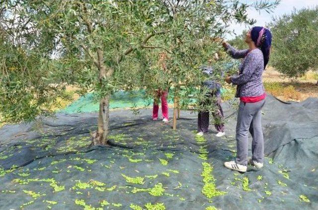 Zeytini Erken Hasad Ediyor Fiyatı Katlıyor