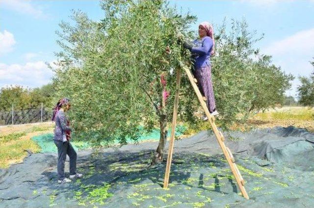 Zeytini Erken Hasad Ediyor Fiyatı Katlıyor