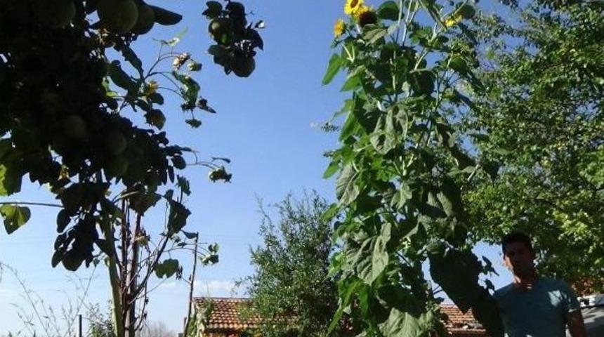 Bayrami&ccedil;'te 4.25 Metre Boyunda Ay&ccedil;i&ccedil;eği Şaşırttı