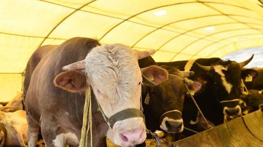 Mamak Kurban Bayramı&rsquo;na Hazır