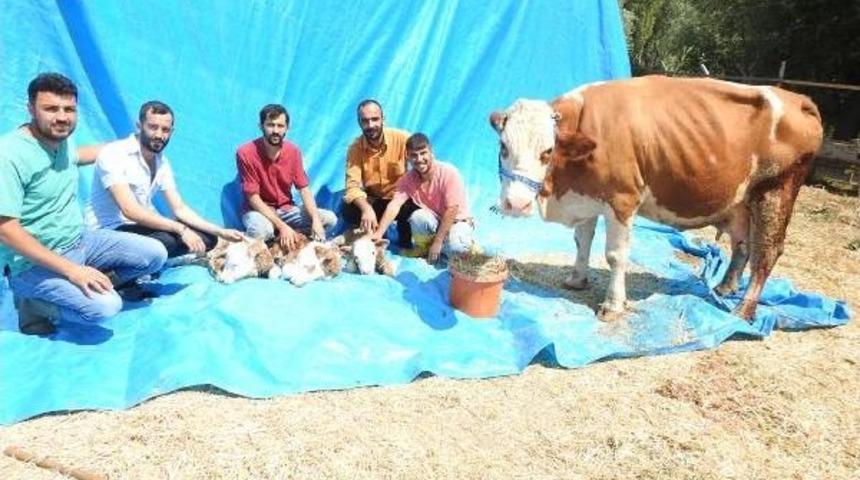 Çorum’Da Inek Üçüz Doğurdu