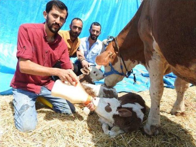 Çorum’Da Inek Üçüz Doğurdu