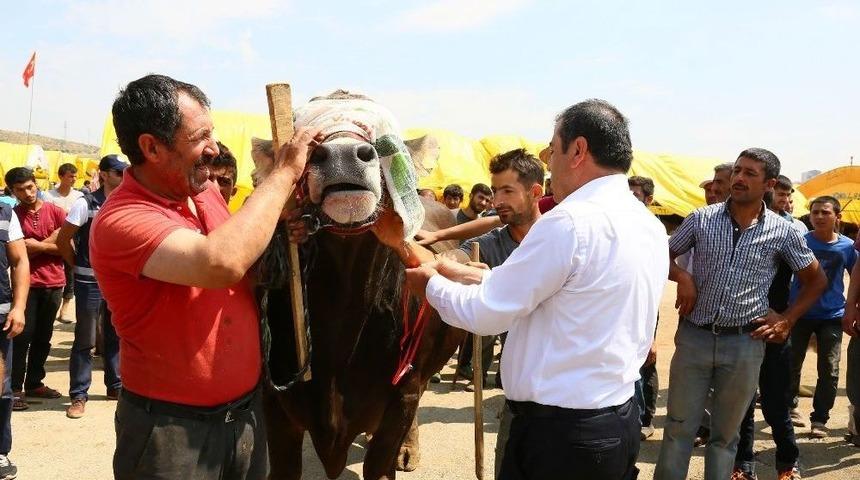 &ldquo;şampiyon&rdquo; Şampiyon Oldu