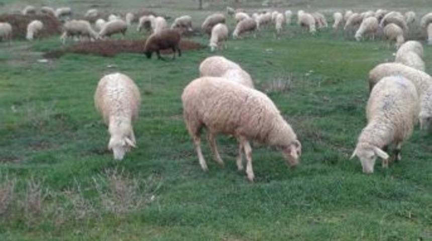 Başkan Talat Bilaloğlu, &Uuml;reticileri Hayvan Hırsızlarına Karşı Uyardı