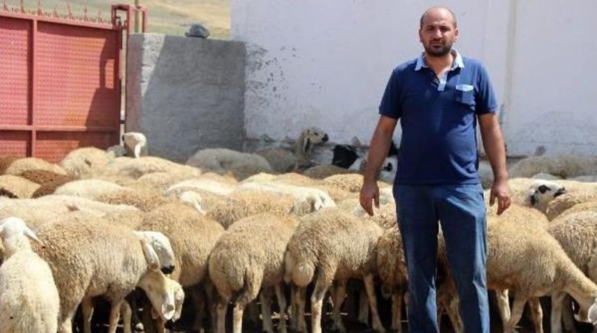 800 K&uuml;&ccedil;&uuml;kbaş Hayvanı I&ccedil;in Otomobille Su Taşıyor