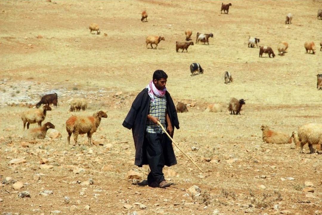 (&ouml;zel Haber) Şanlıurfa&rsquo;da Kurtlar Koyun S&uuml;r&uuml;s&uuml;ne Saldırdı