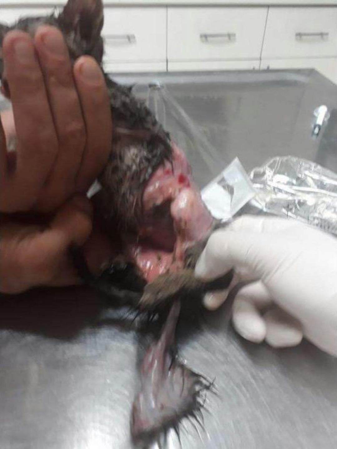 Antalya&rsquo;da Vahşet: Yavru Kedinin Derisini Y&uuml;zd&uuml;ler