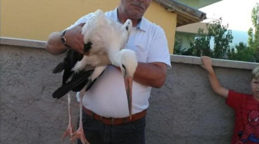 Yaralı Leylek Tedavi Altına Alındı