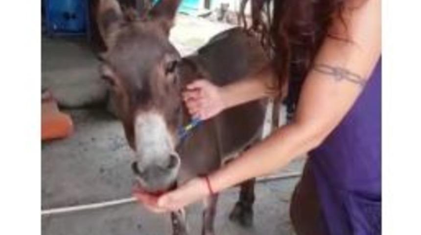 Sahiplendiği Eşeğe G&ouml;z&uuml; Gibi Bakıyor