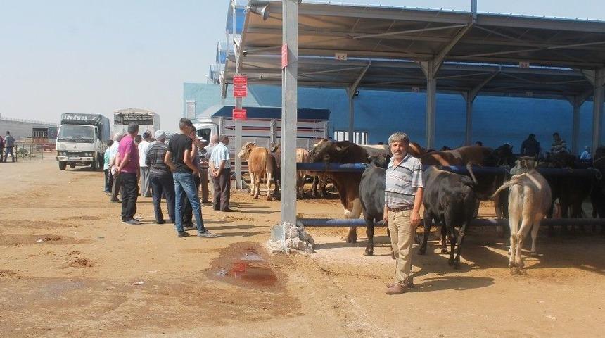 Niğde&rsquo;de Kurban Pazarı &lsquo;sinek&rsquo; Avlıyor