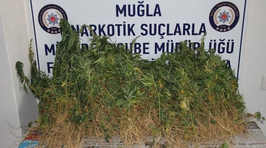 Seydikemerde Uyuşturucu Operasyonu