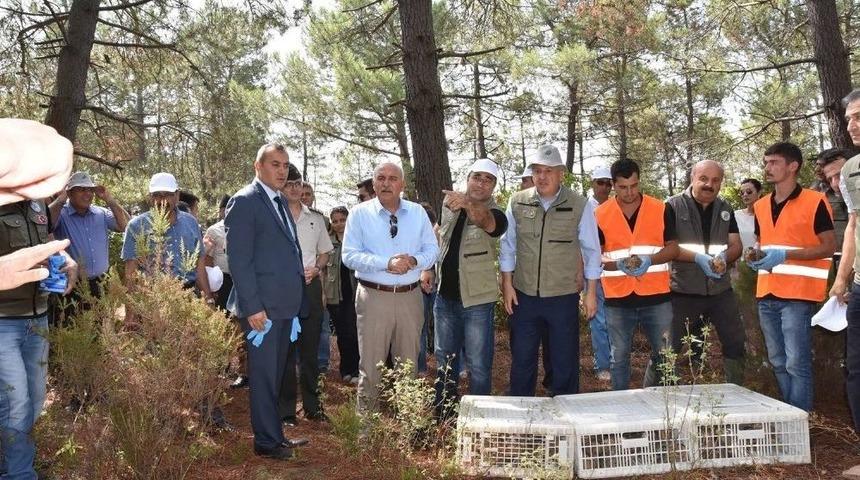 Sinop’ta 3 Bin Adet Sülün Doğaya Salındı