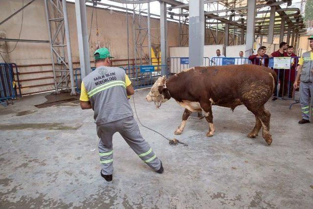 Gaziosmanpaşa’da Kurban Yakalama Timi Göreve Hazır