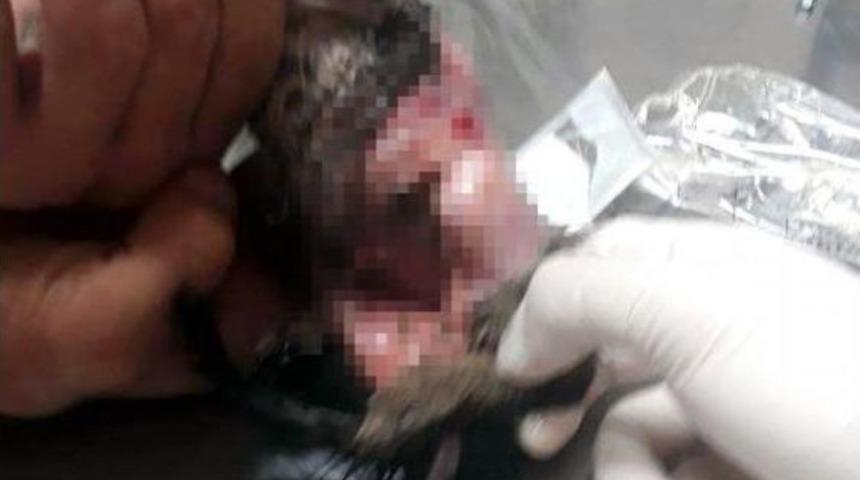 Yavru Kedi, Derisi Y&uuml;z&uuml;l&uuml;p &Ouml;l&uuml;me Terk Edildi