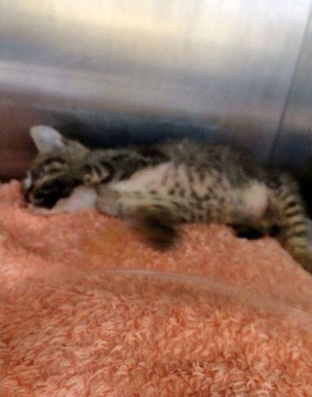 Yavru Kedi, Derisi Yüzülüp Ölüme Terk Edildi