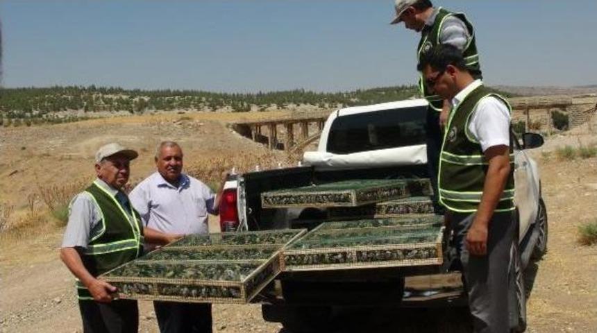 Suriye'ye G&ouml;t&uuml;r&uuml;lmek Istenen 2 Bin Saka Kuşu Ele Ge&ccedil;irildi