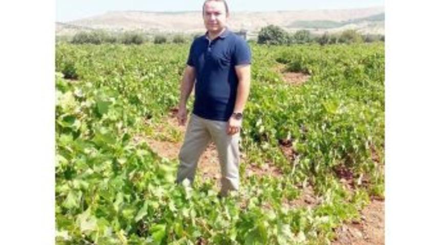 Kilis&rsquo;te &Uuml;z&uuml;m Rekoltesi D&uuml;ş&uuml;k