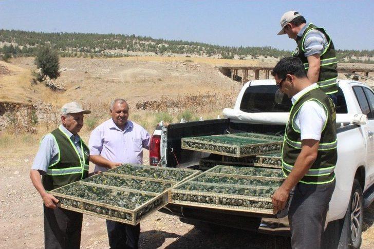 Suriye’ye Götürülürken Yakalanan Saka Kuşları Doğaya Bırakıldı G1