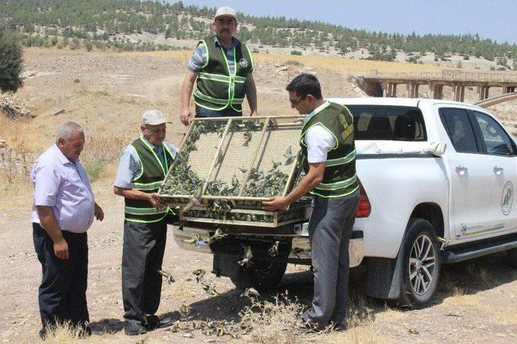Suriye’ye Götürülürken Yakalanan Saka Kuşları Doğaya Bırakıldı G2