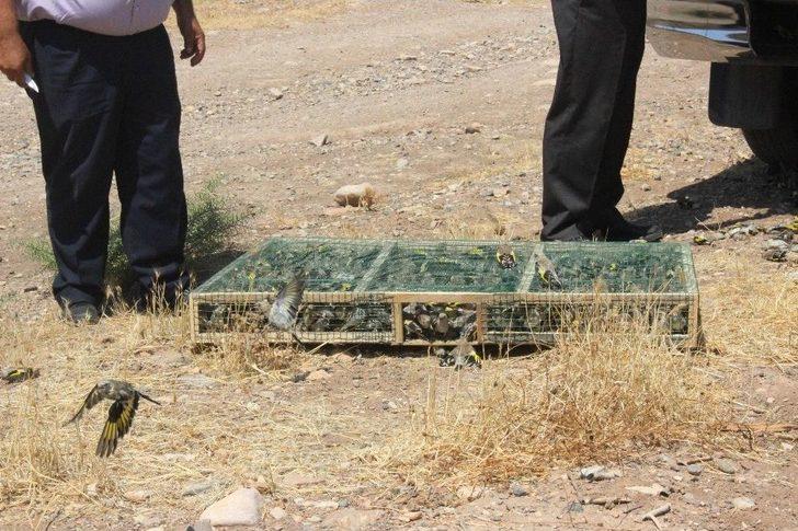 Suriye’ye Götürülürken Yakalanan Saka Kuşları Doğaya Bırakıldı G3