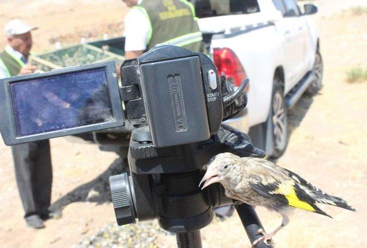 Suriye’ye Götürülürken Yakalanan Saka Kuşları Doğaya Bırakıldı G4