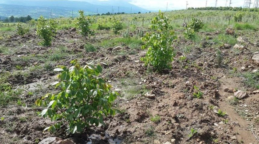 K&uuml;tahya&rsquo;da &rsquo;5 Bin K&ouml;ye 5 Bin Gelir Getirici Orman&rsquo; Projesi