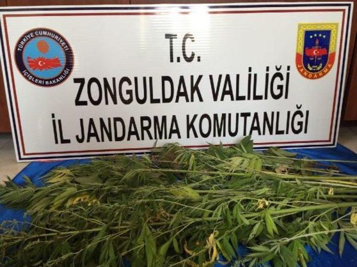 Zonguldak’Ta Uyuşturucu Operasyonu      
