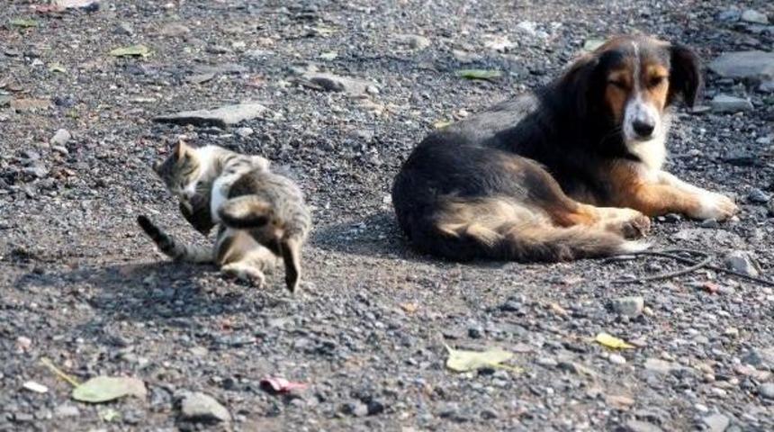 Yavru Kediler Ile K&ouml;pek Birbirlerinden Ayrılmıyor
