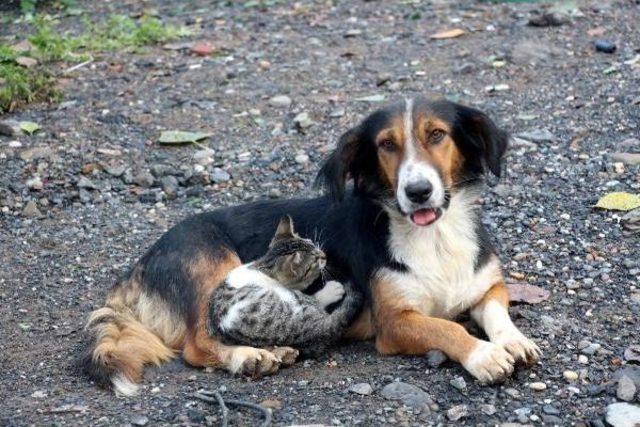 Yavru Kediler Ile Köpek Birbirlerinden Ayrılmıyor