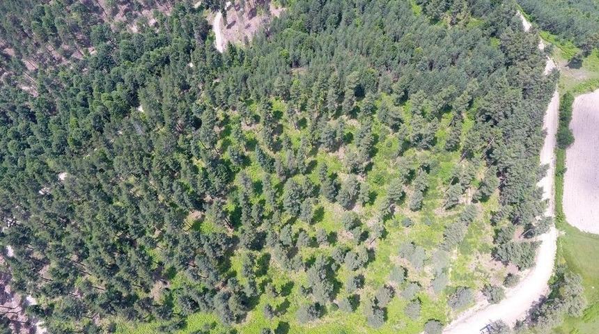 Kastamonu Ve Sinop Ormanları Gen&ccedil;leşiyor