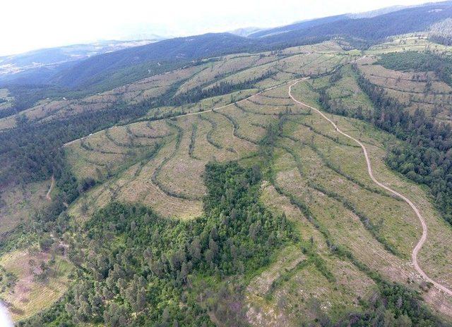 Kastamonu Ve Sinop Ormanları Gençleşiyor