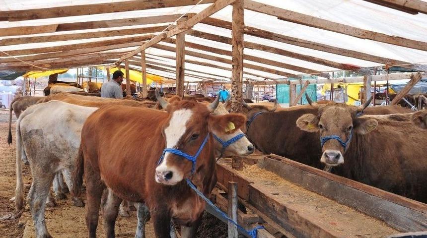 Kepez Zabıtasından Bayram Denetimi