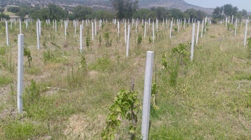 Yunusemre&rsquo;de Organik Bağcılık Gelişiyor