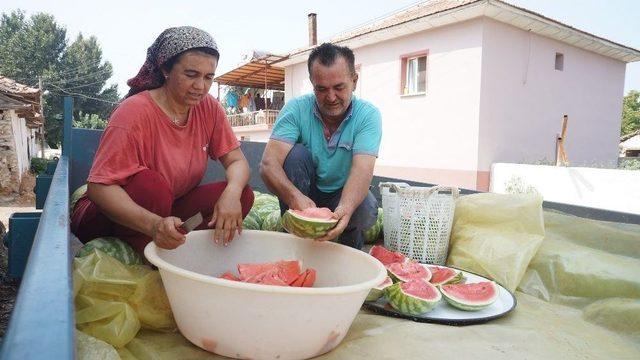 Manisa’da Bir Çiftçi Karpuzdan Pekmezi Yaptı