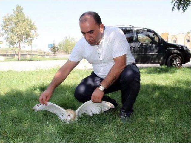 Fare Avlarken Ayağı Kırılan Peçeli Baykuş Tedaviye Alındı