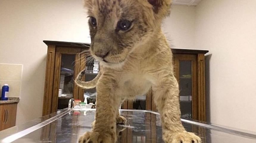 Ara&ccedil;ta Bulunan Yavru Aslan Koruma Altına Alındı