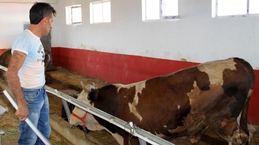 Kurban Pazarının En B&uuml;y&uuml;ğ&uuml; &lsquo;gaddar&rsquo; Adlı Tosun 16 Bin 250 Liraya Satıldı