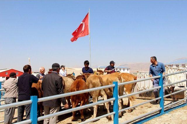 Başkan Emrullah Akpunar: “kurbanlık Fiyatlarında Yükselme Söz Konusu Değildir”