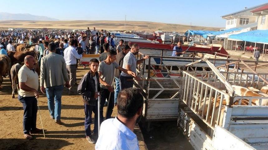 Hayvan Pazarında Alıcı Da Satıcı Da Memnun Değil