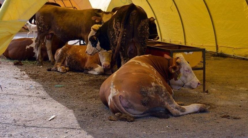 Kırıkkale&rsquo;de Kurban Pazarı Boş Kaldı