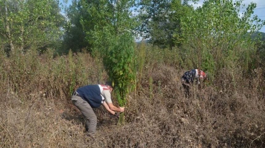 Jandarmadan Uyuşturucu Tacirlerine 265 Bin Liralık Vurgun