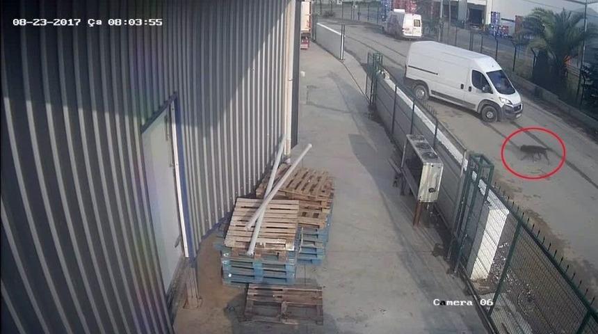 (&ouml;zel Haber) Bek&ccedil;i K&ouml;peği Botti, Yarım Milyonluk Eti &Ccedil;alınmaktan Kurtardı