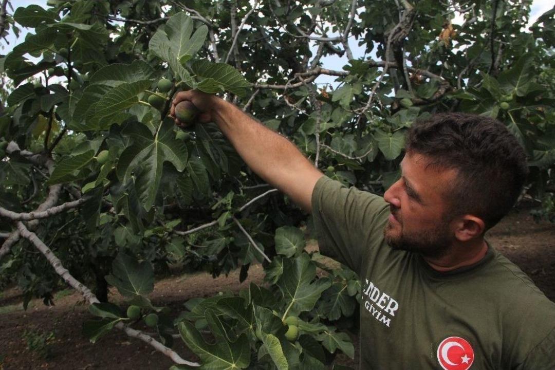 (&ouml;zel Haber) Krali&ccedil;e İncirinden Rekor Başlangı&ccedil;