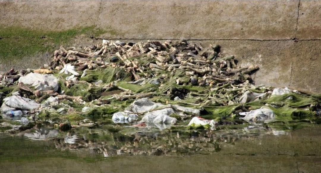 At Ve Eşekleri Kesip Kemiklerini Sulama Kanalına Attılar