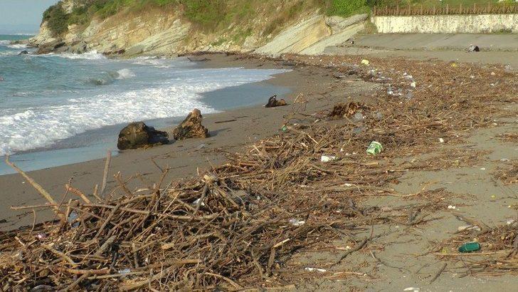 (özel Haber) Kışlık Odunlar Kumsaldan G1