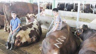 İzmit'te Yetiştiriciler Kurbanlık Satışlarından Memnun