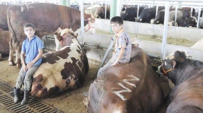 İzmit'te Yetiştiriciler Kurbanlık Satışlarından Memnun